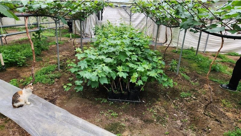 신지님의 장터 판매 상품 [블랙사파이어포도묘목50주] 첨부 사진