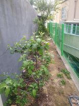 팜모닝 배·병해충상담 게시글 이미지