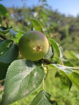 팜모닝 매실·병해충상담 게시글 이미지