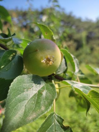 홍경식님의 매실 · 병해충상담 작성글 사진