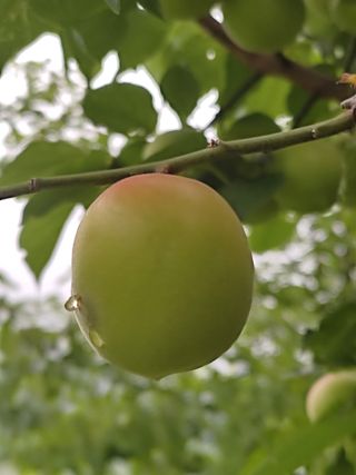 홍경식님의 매실 · 병해충상담 작성글 사진