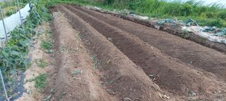 박상득님의 상추 · 영농일지 작성글 사진