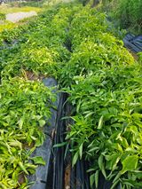 팜모닝 자유주제·자유게시판 게시글 이미지