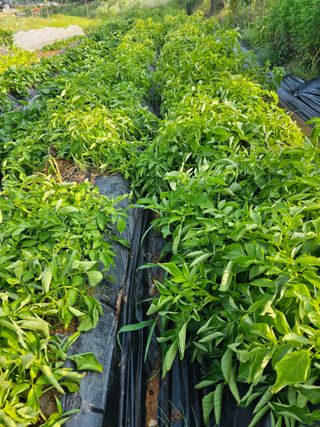 알 수 없음님의 자유주제 · 자유게시판 작성글 사진