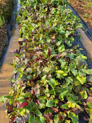 알 수 없음님의 자유주제 · 자유게시판 작성글 사진