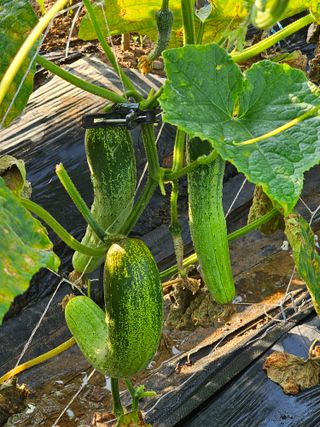 알 수 없음님의 자유주제 · 자유게시판 작성글 사진