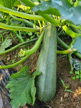 알 수 없음님의 자유주제 · 자유게시판 작성글 사진