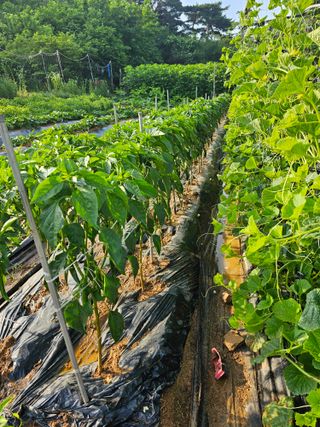 알 수 없음님의 자유주제 · 자유게시판 작성글 사진