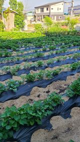 팜모닝 장마 대비 어떻게 하셨나요?·참여 게시글 이미지