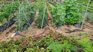 송진호님의 장마 대비 어떻게 하셨나요? · 참여 작성글 사진