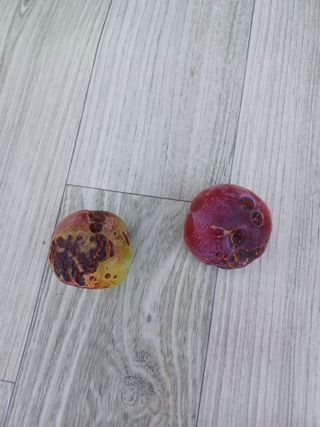 바웟돌님의 자두 · 병해충상담 작성글 사진