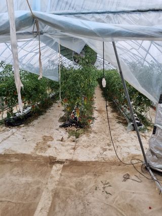 김갑태님의 토마토 · 수확 작성글 사진