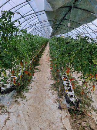 김갑태님의 토마토 · 수확 작성글 사진