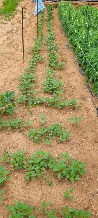 박영준님의 참깨 · 자유게시판 작성글 사진