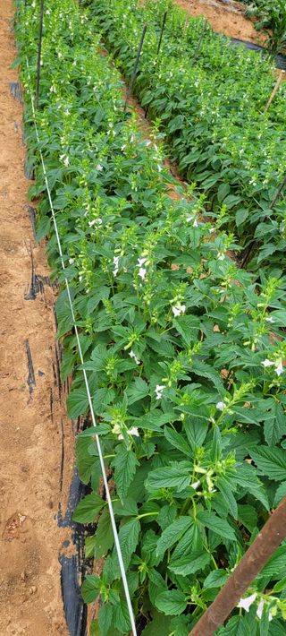 박영준님의 참깨 · 자유게시판 작성글 사진