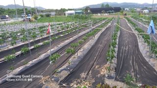 안선주님의 고추 · 비료•농약 작성글 사진