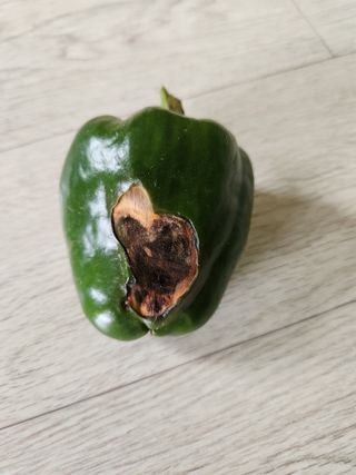 에바다님의 기타작물 · 병해충상담 작성글 사진