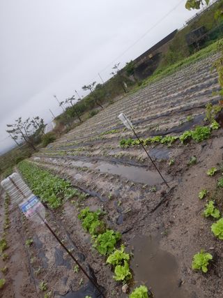 밭농사하며무쇠솥팔아님의 참깨 · 병해충상담 작성글 사진