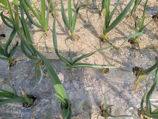 석담님의 마늘 · 병해충상담 작성글 사진