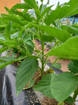 이영수님의 참깨 · 자유게시판 작성글 사진