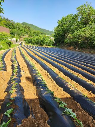최군환님의 고구마 · 자유게시판 작성글 사진