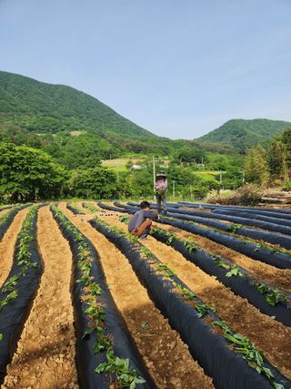 최군환님의 고구마 · 자유게시판 작성글 사진