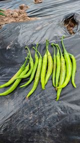 팜모닝 고추·병해충상담 게시글 이미지