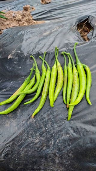 배영홍님의 고추 · 병해충상담 작성글 사진