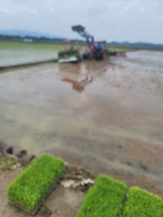 강성규님의 벼 · 영농일지 작성글 사진