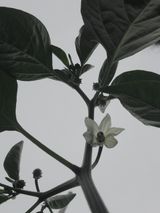 팜모닝 고추·비료•농약 게시글 이미지