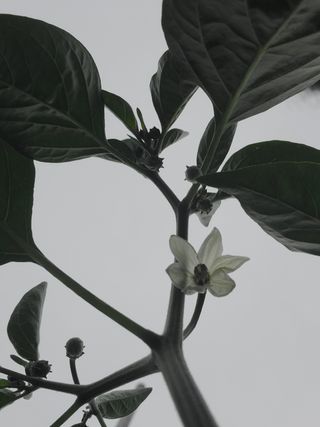 김영진님의 고추 · 비료•농약 작성글 사진