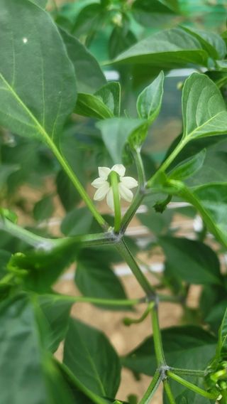 김영진님의 고추 · 비료•농약 작성글 사진