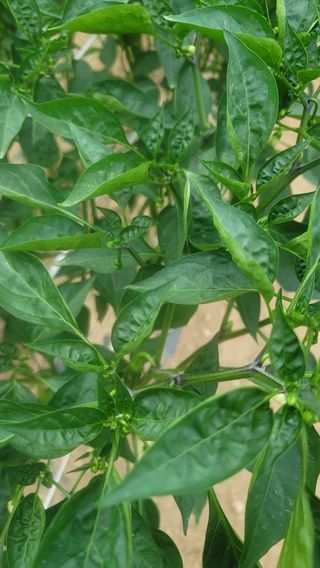 김영진님의 고추 · 비료•농약 작성글 사진