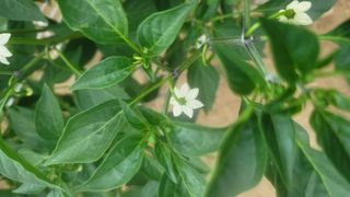 김영진님의 고추 · 비료•농약 작성글 사진