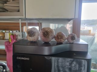 정민지호맘님의 마늘 · 수확 작성글 사진