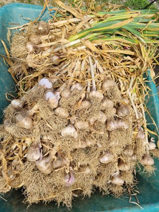 정민지호맘님의 마늘 · 수확 작성글 사진