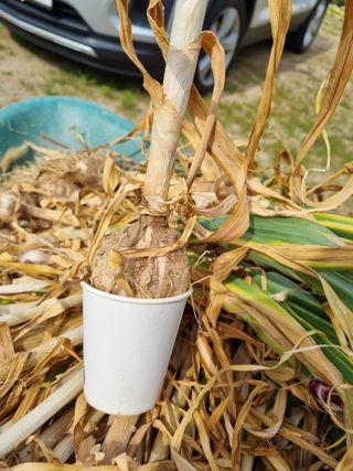 정민지호맘님의 마늘 · 수확 작성글 사진