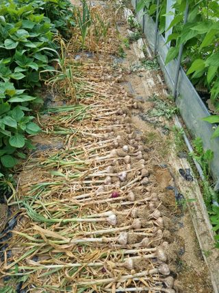 정민지호맘님의 마늘 · 수확 작성글 사진