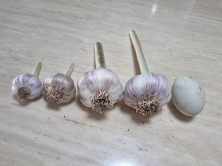 정민지호맘님의 마늘 · 수확 작성글 사진