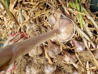 정민지호맘님의 마늘 · 수확 작성글 사진