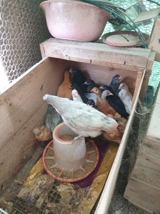 염소농장.강성두님의 자유주제 · 자유게시판 작성글 사진