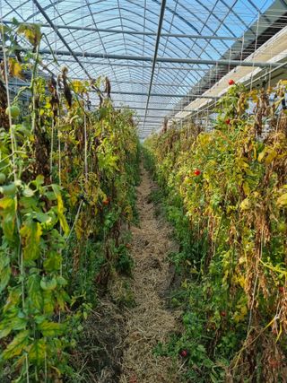 김지연님의 토마토 · 일상 작성글 사진