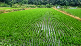 코람데오창조농장님의 벼 · 자유게시판 작성글 사진