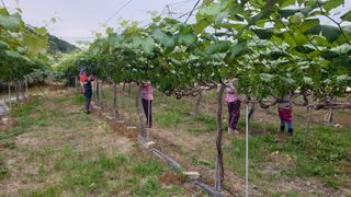 소백산단산포도이종석님의 포도 · 자유게시판 작성글 사진