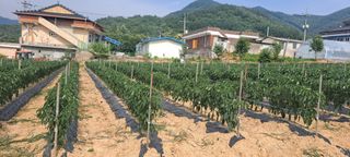 고추모종님의 장마 대비 어떻게 하셨나요? · 참여 작성글 사진