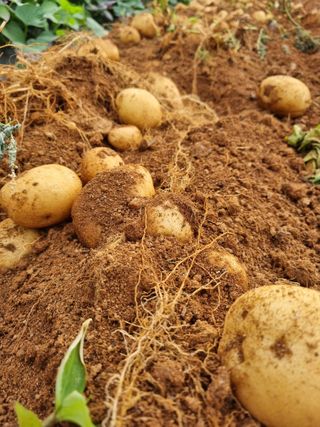 엄미애님의 감자 · 자유게시판 작성글 사진