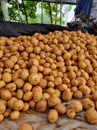 엄미애님의 감자 · 자유게시판 작성글 사진