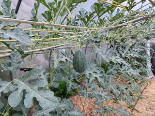 하동지킴이님의 자유주제 · 자유게시판 작성글 사진