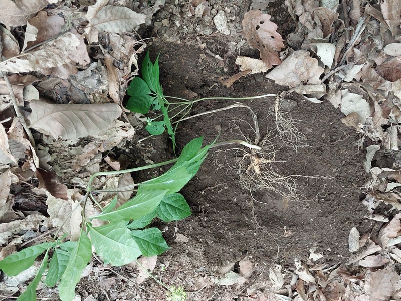 장터 상품 [산삼 1세트] 썸네일