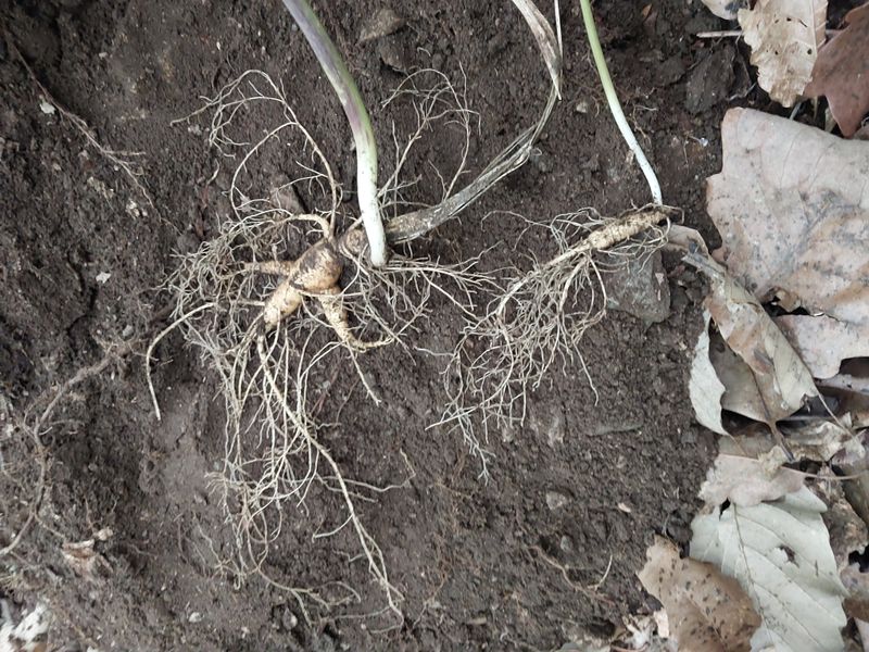 김봉호님의 장터 판매 상품 [산삼 1세트] 첨부 사진